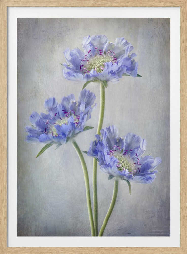Scabiosa | Poster