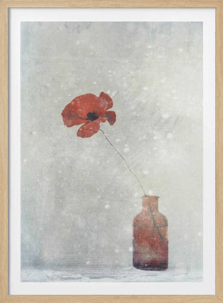 Winter Poppy | Poster