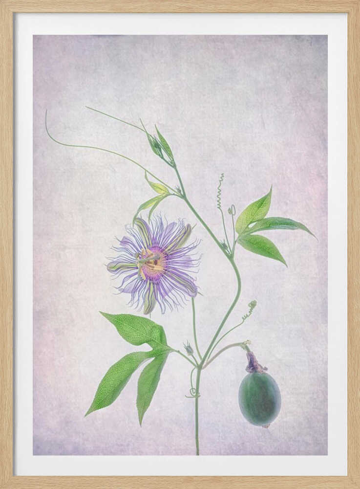 Fruit de la passion | Affiche