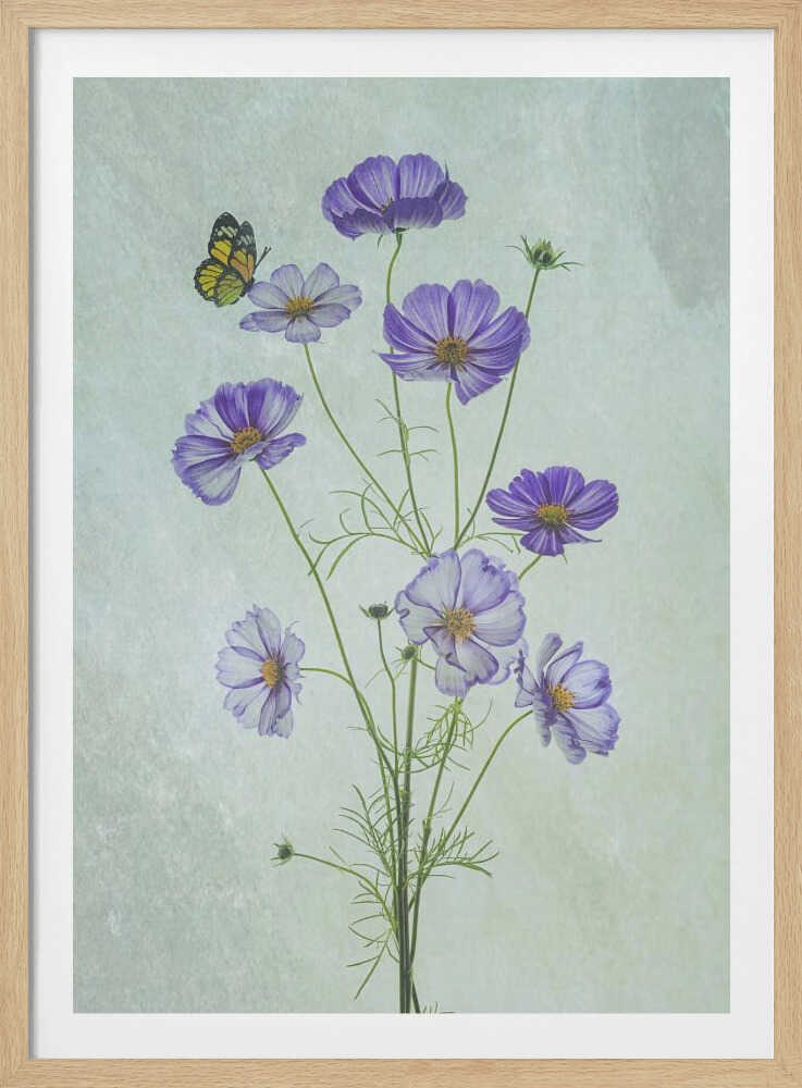 Fleurs de cosmos élégantes | Affiche