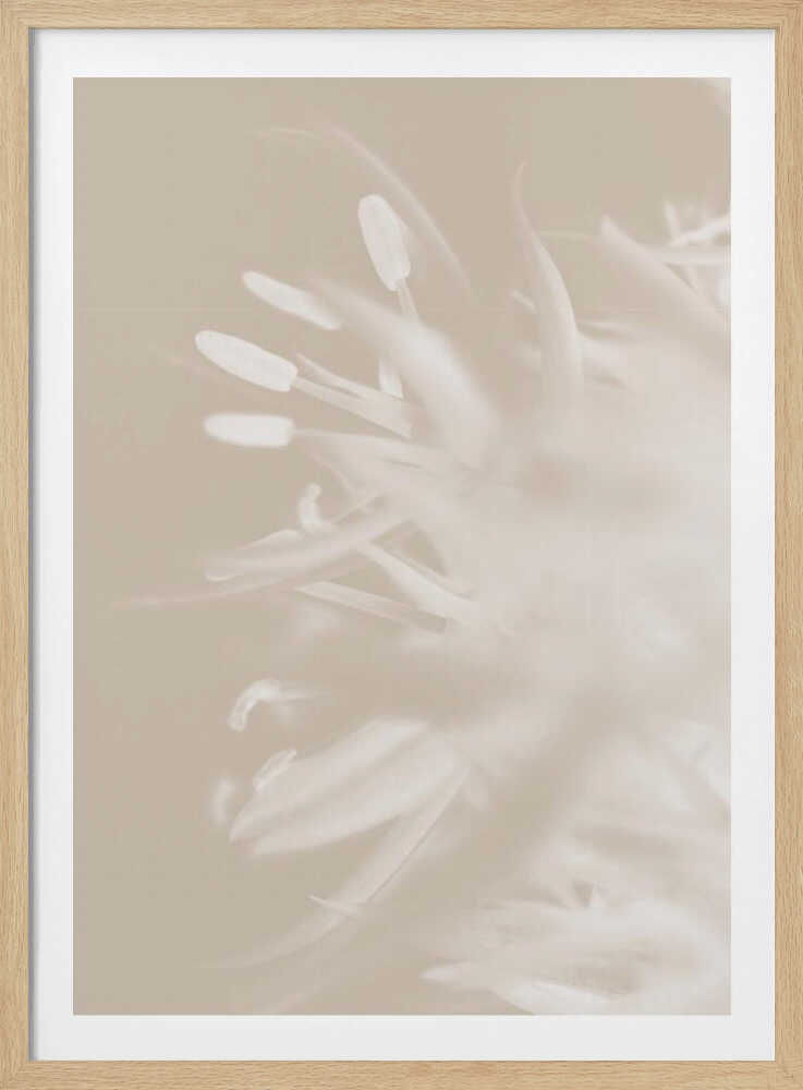 Fleur Beige_1 | Affiche