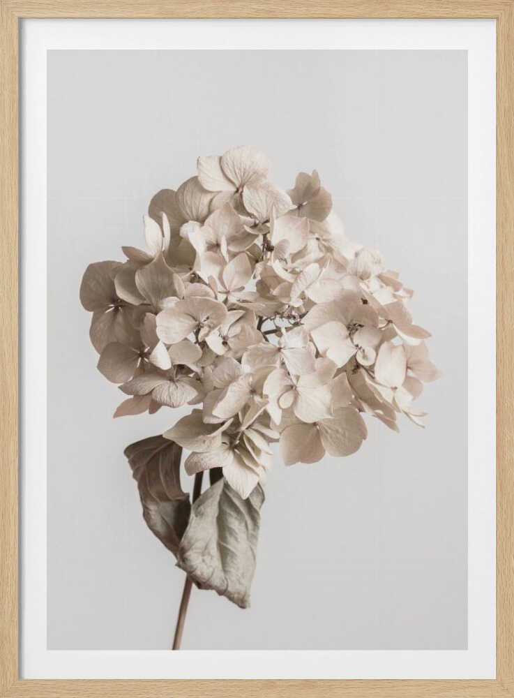 Beige Trockenblumen | Poster