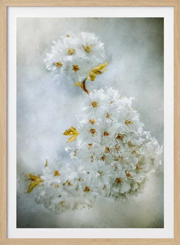 Kirschblüten | Poster