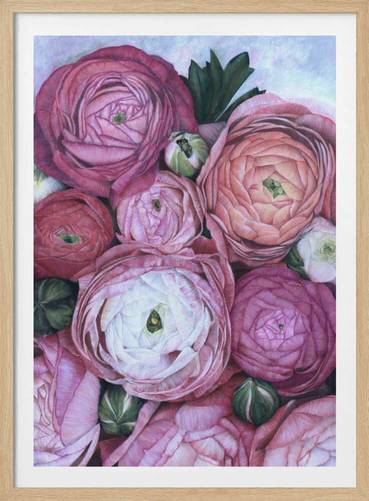 Bouquet de renoncules Arleth rose froid | Affiche