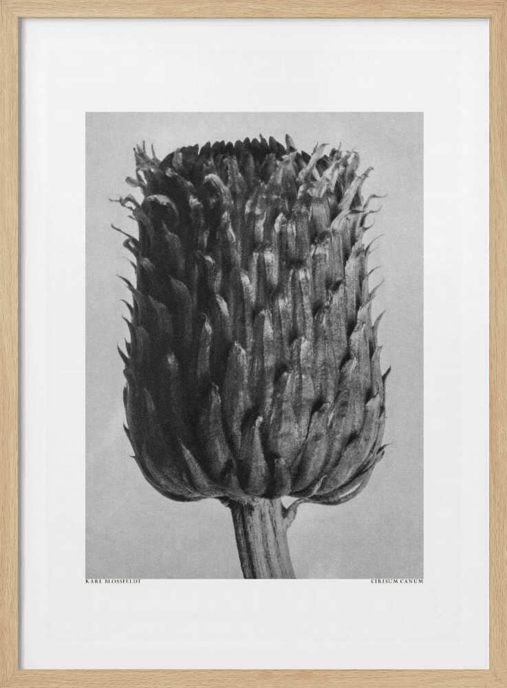 Cirsium Canum (Thistle) | Poster