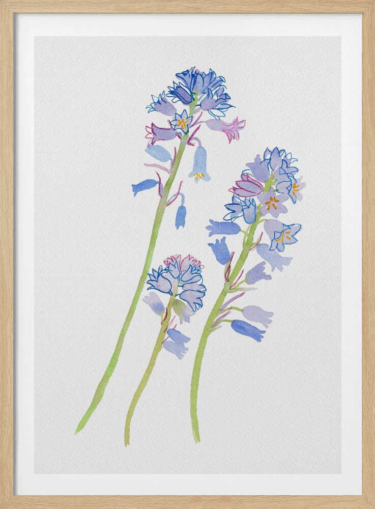 Spanish bluebell or Hyacinthoides hispanica botanical painting | Poster