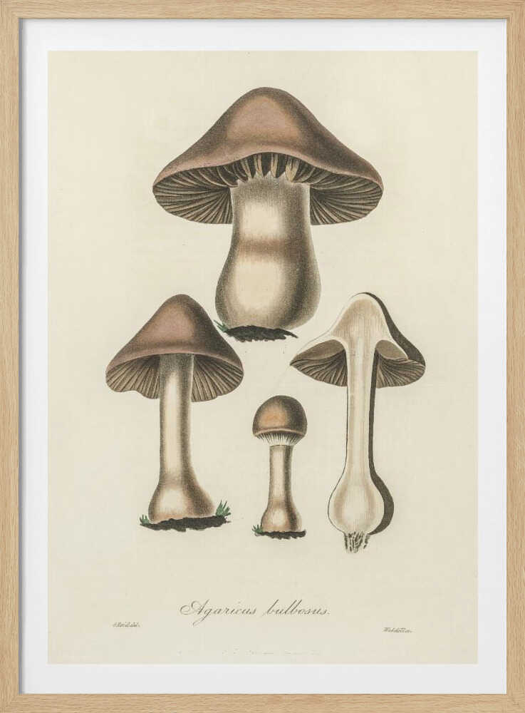 Illustration von Agaricus bulbosus. Medizinische Botanik 1836 | Poster