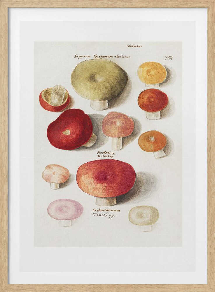 Boleten, Boletales Standing | Poster