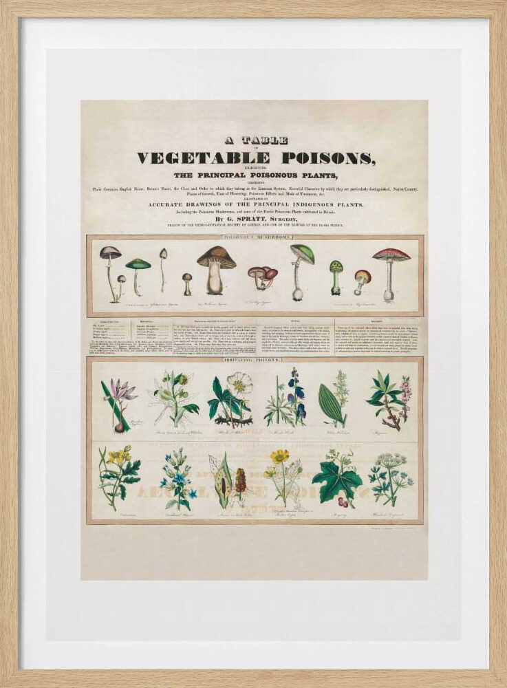 Giftpilze – Reizende Gifte | Poster