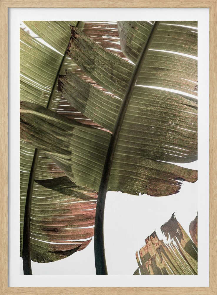 Sérénité tropicale | Affiche