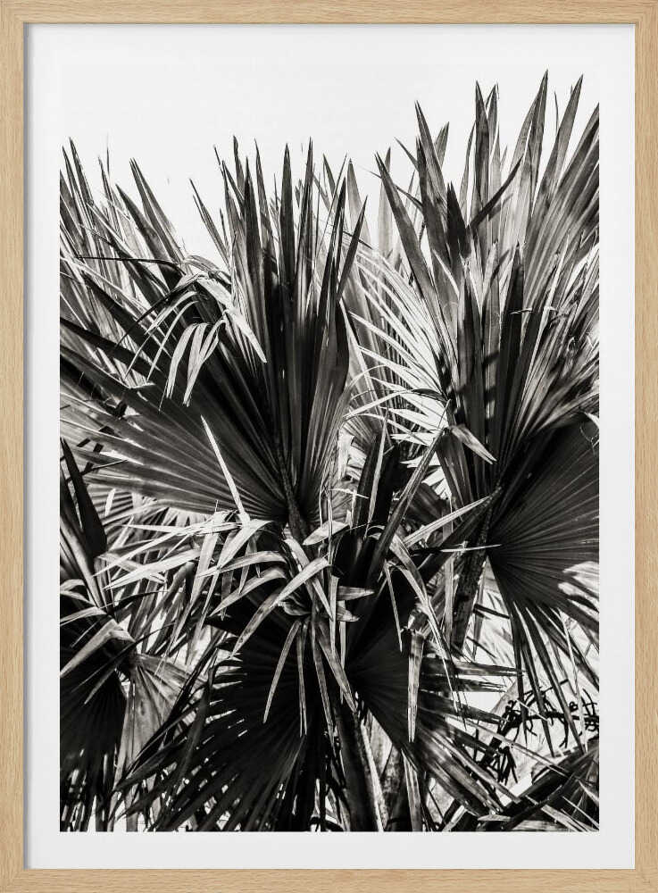 Sérénité hérissée | Affiche