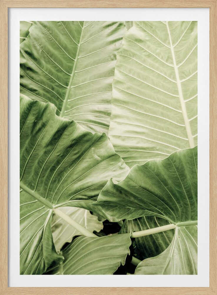 Feuillage verdoyant | Affiche