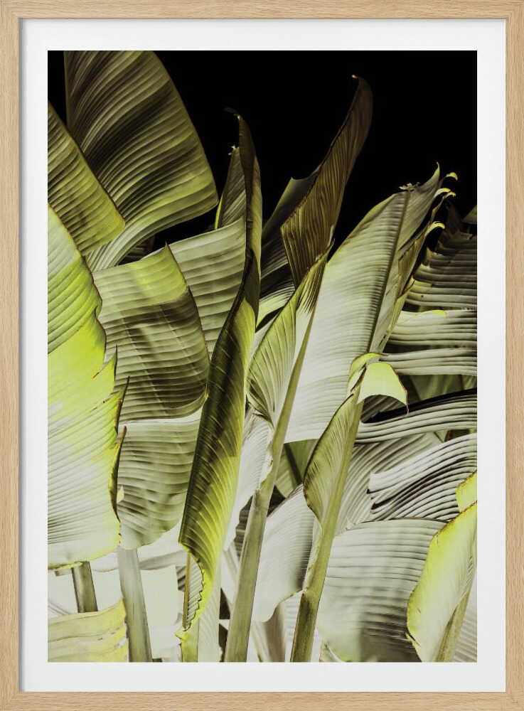 Bananenblätter im sanften Licht | Poster