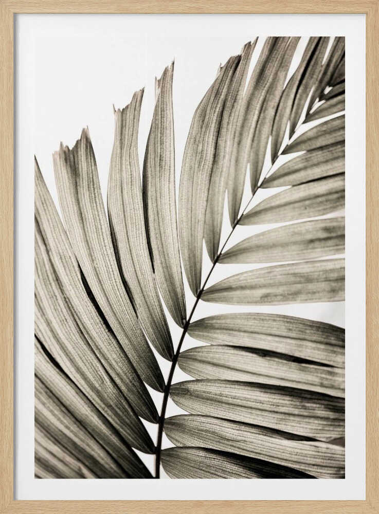 Palm Leaves 22 | Poster