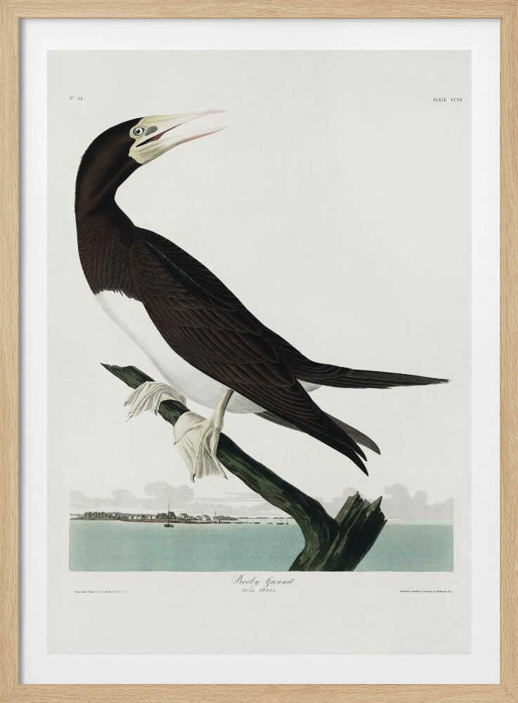 Tölpel aus „Vögel Amerikas“ (1827) | Poster