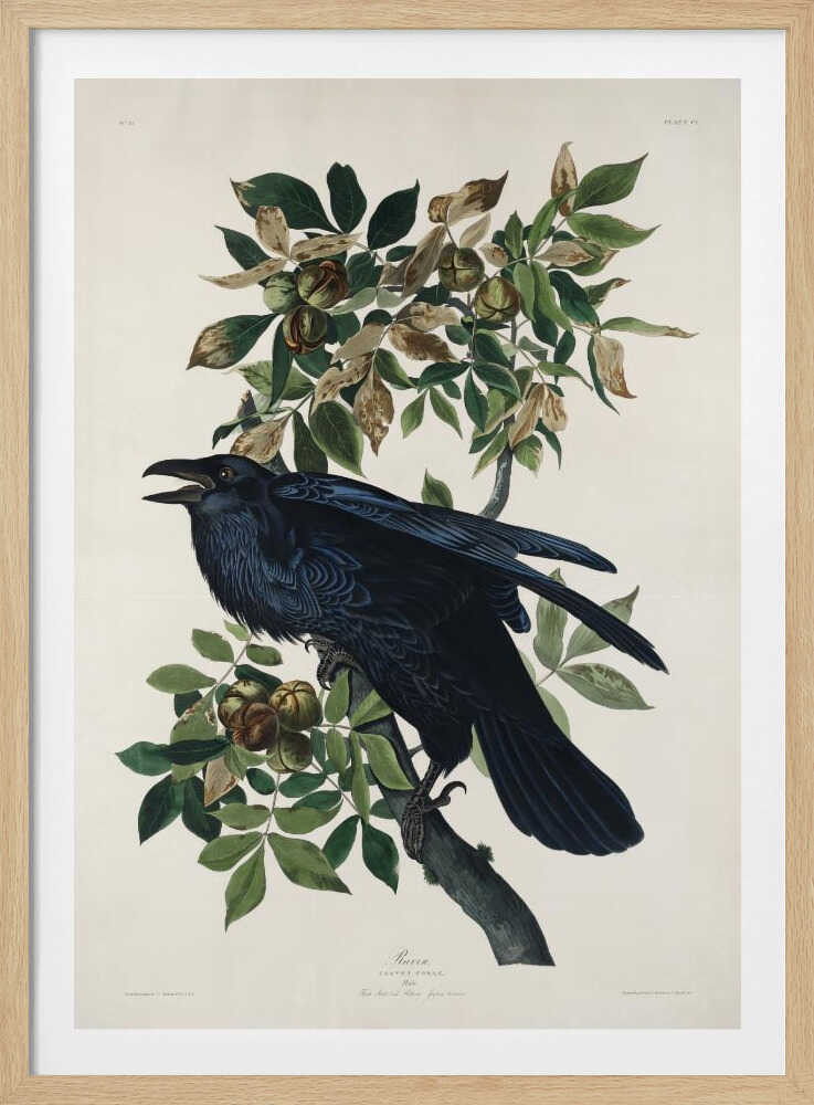 Rabe aus „Vögel Amerikas“ (1827) | Poster