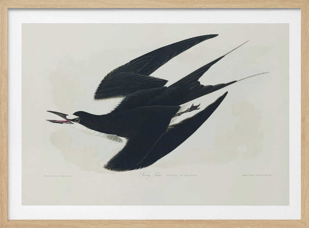 Rußseeschwalbe aus „Birds of America“ (1827) | Poster