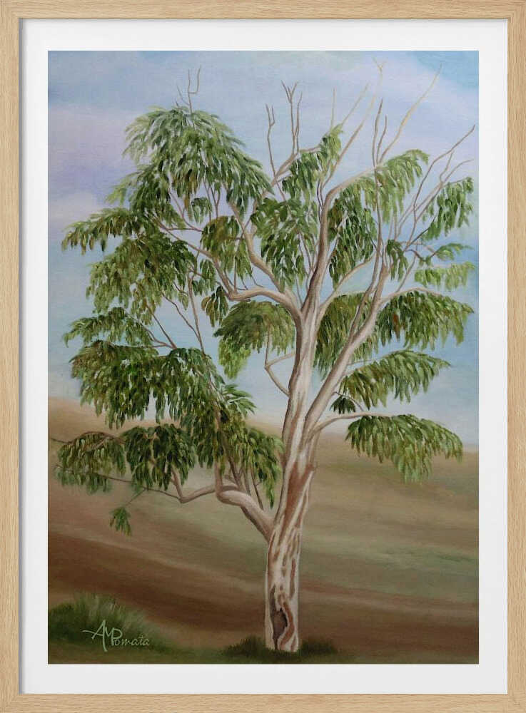 Eucalyptus | Affiche