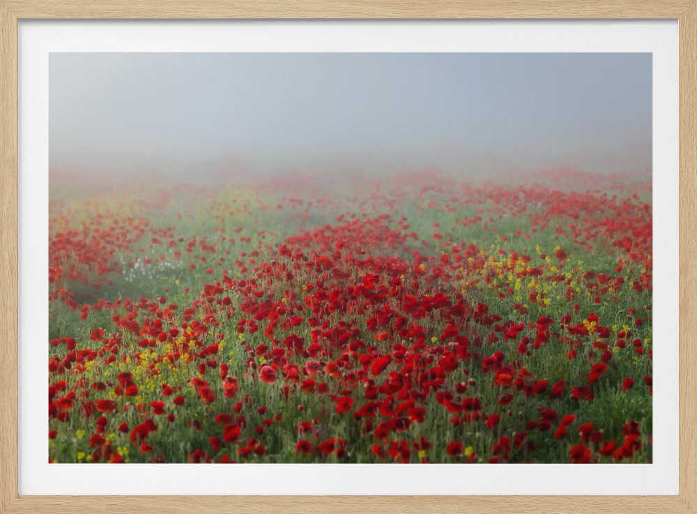 Poppies in the fog | Poster