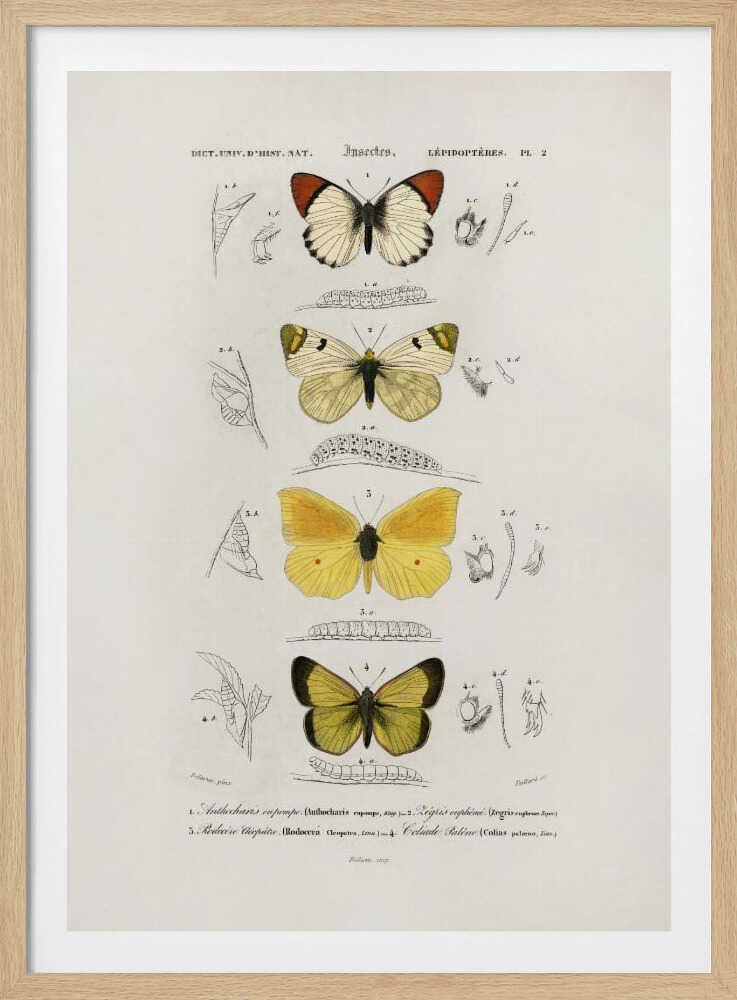 Different Types of Butterflies | Poster