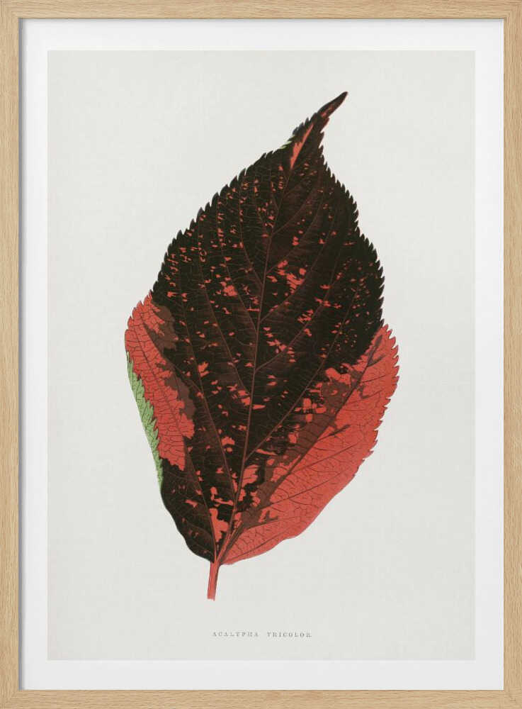 Illustration eines dreifarbigen Acalypha-Blattes | Poster