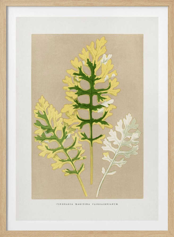 Illustration eines Blattes der Cineraria Maritima Fairbairnianum | Poster