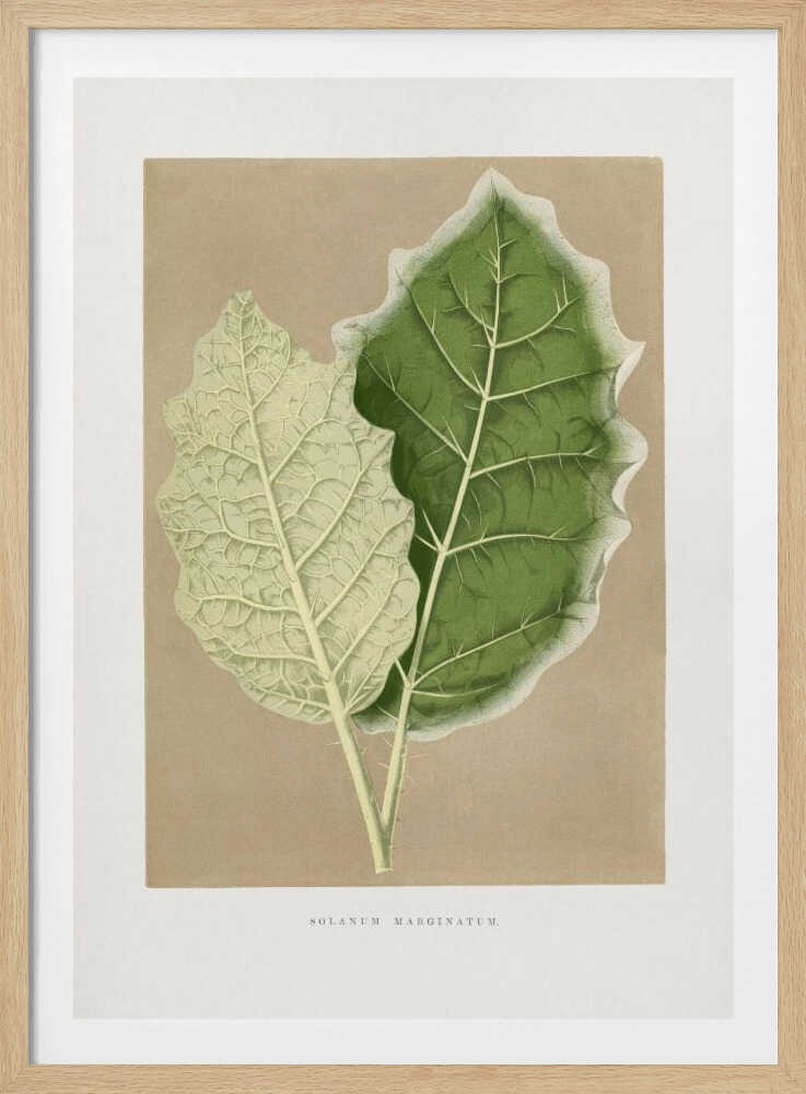 Illustration eines grünen Solanum-marginatum-Blattes | Poster