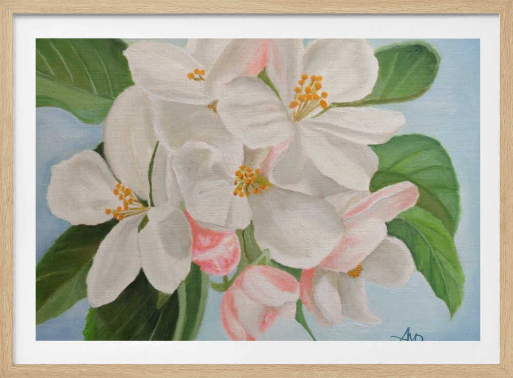 Apfelblüte | Poster