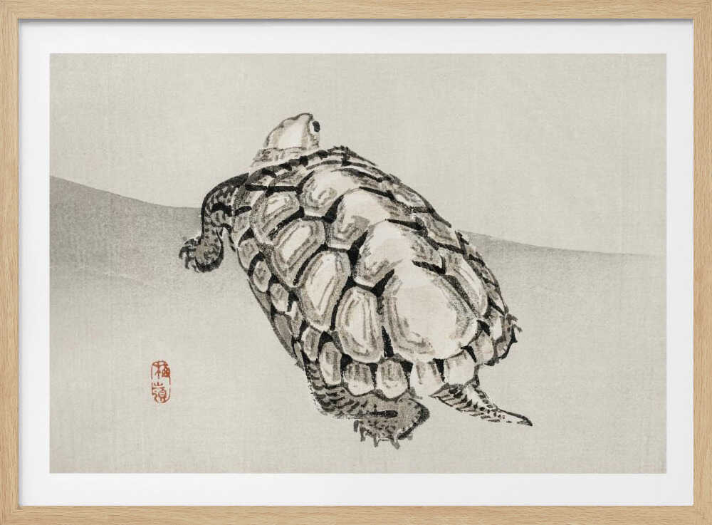 Schildkröte | Poster