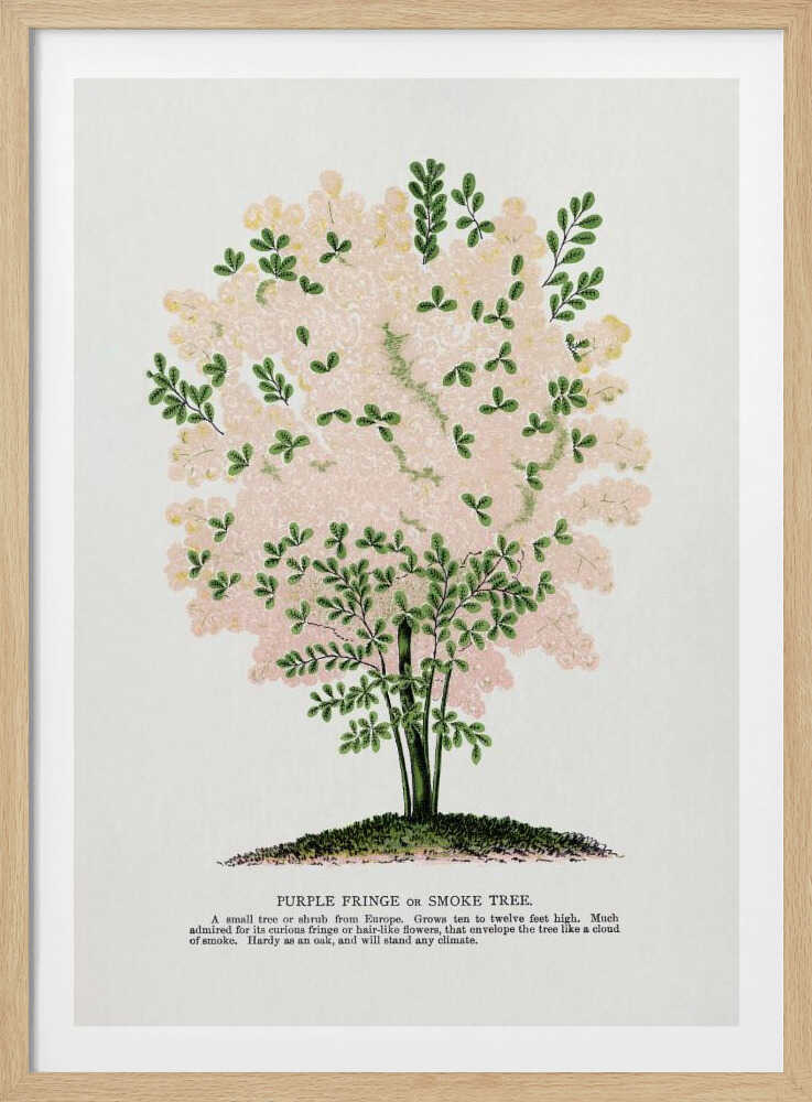 Lithografie eines lila Fransenbaums | Poster