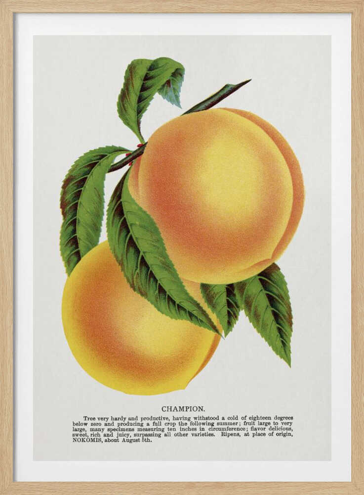 Champion Plum Lithografie | Poster