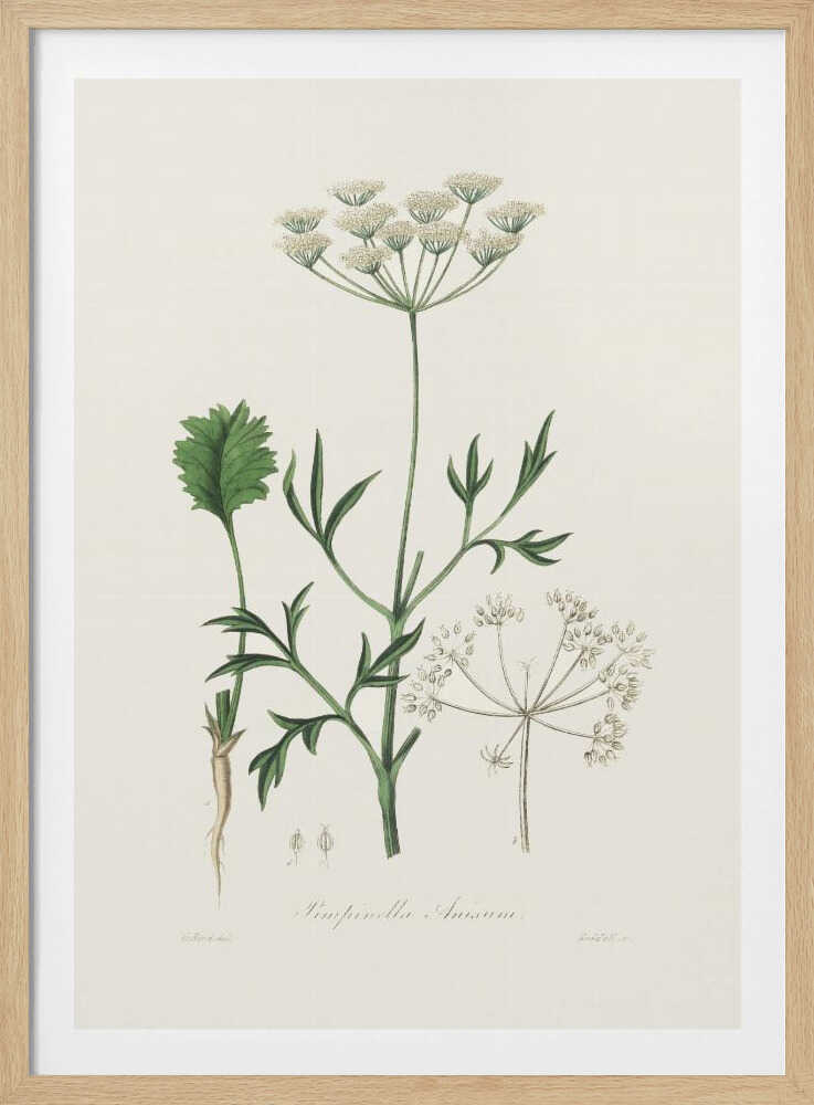Anis (Pimpinella anisum) – Medizinische Botanik | Poster