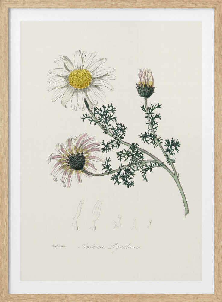 Mount Atlas Daisy (anthemis Pyrethrum) Medical Botany | Poster