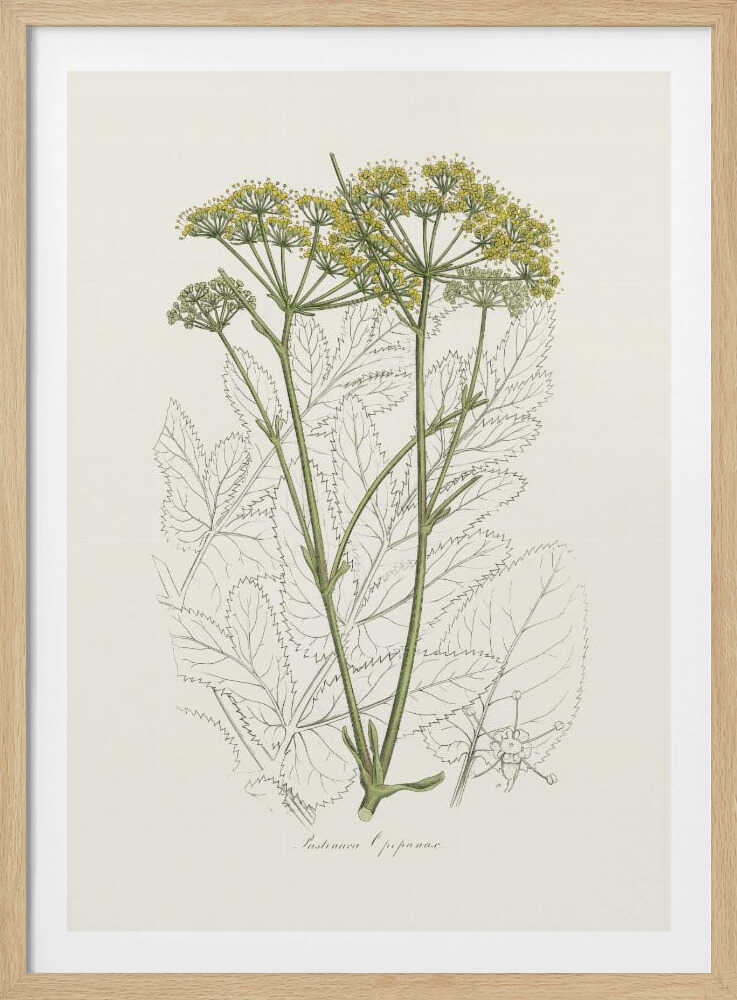 Opobalsam (Pastinaca Opopanax) Medizinische Botanik | Poster