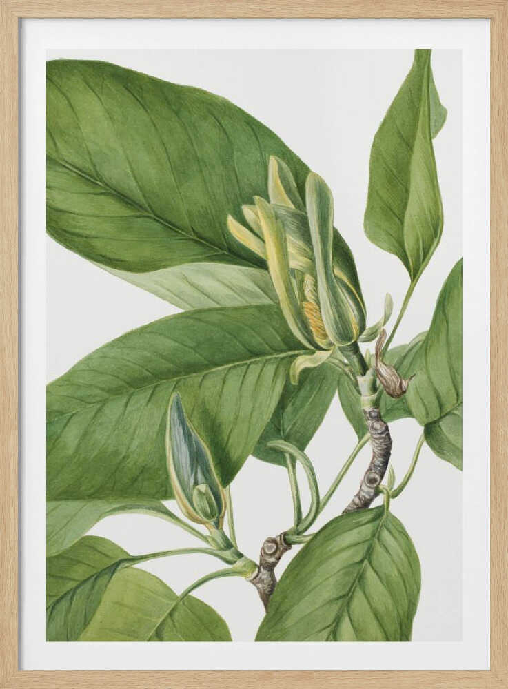 Gurkenbaum 1922 | Plakat