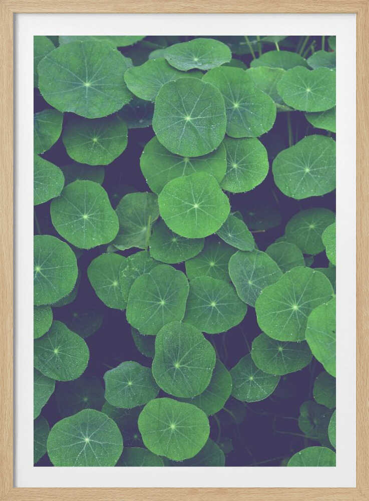 Feuilles de capucine | Affiche