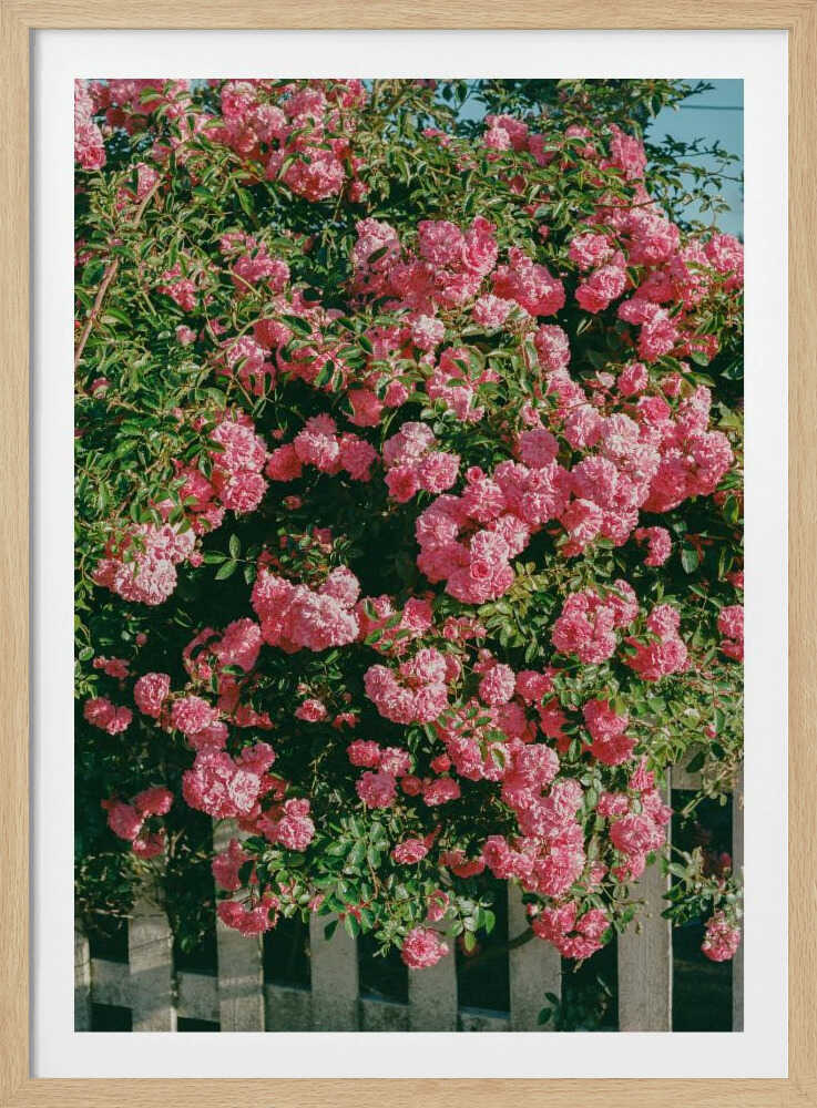Fleurs de Cannon Beach | Affiche