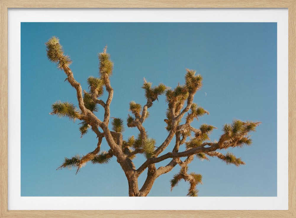 Joshua Tree Moon III | Affiche
