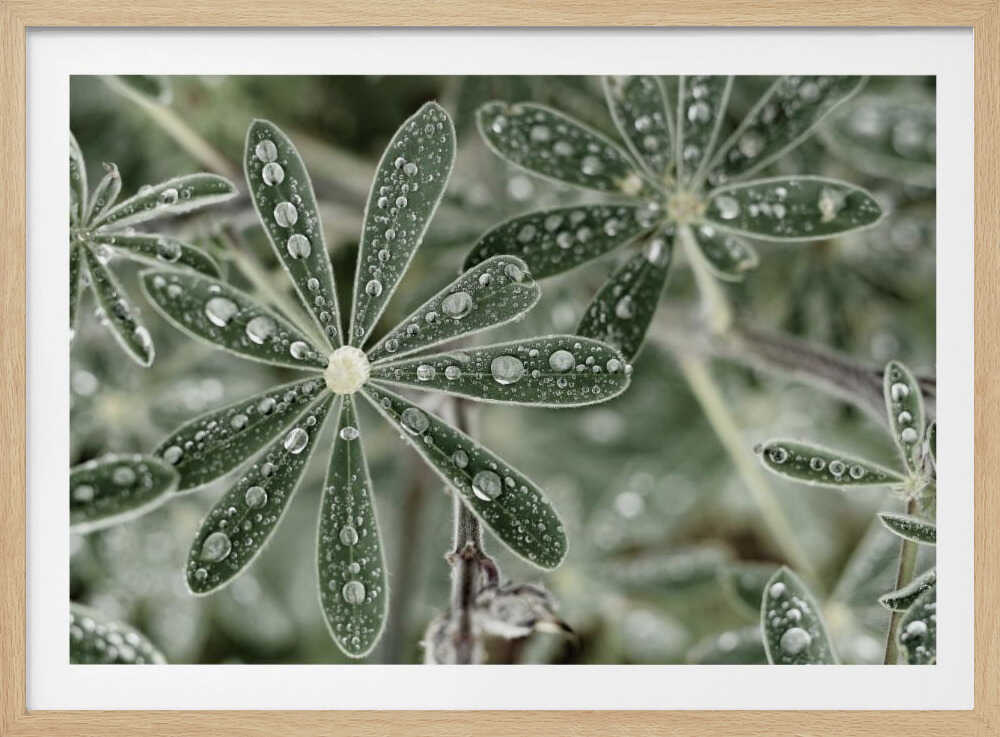 Blue Lupine #2 | Poster