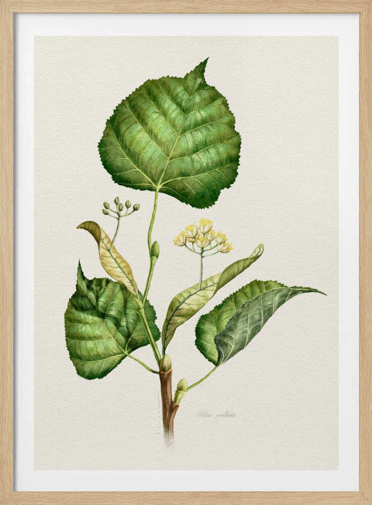 Tilia Cordata | Poster