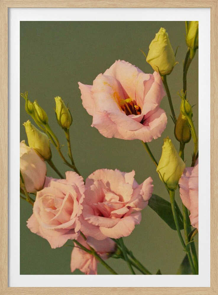 Lisianthus in Bloom | Poster