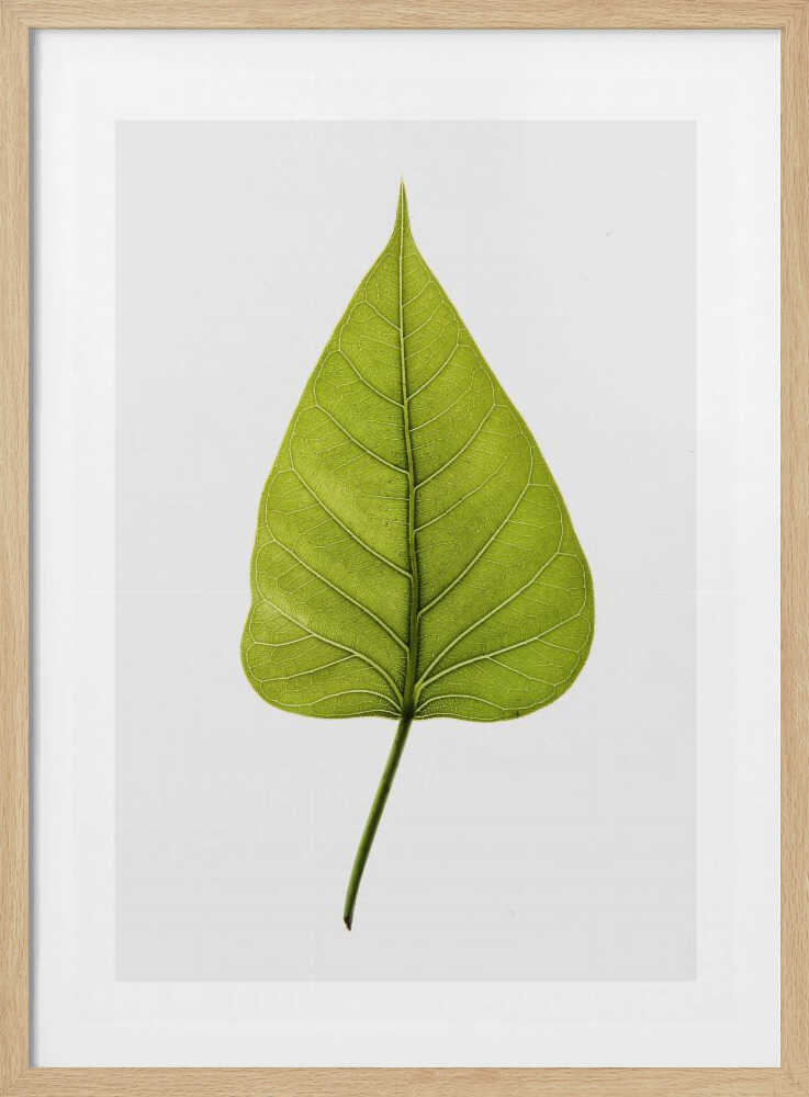 Einzelnes grünes Blatt mit filigranem Adernmuster | Poster