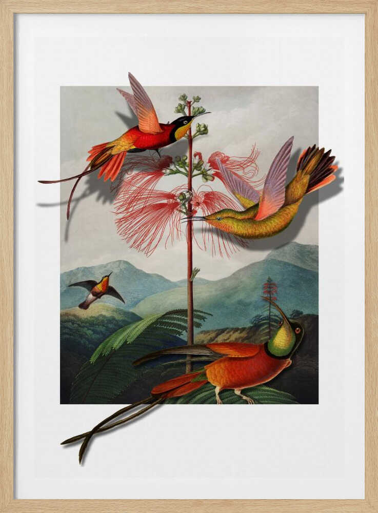 Mimosa Grandiflora | Poster