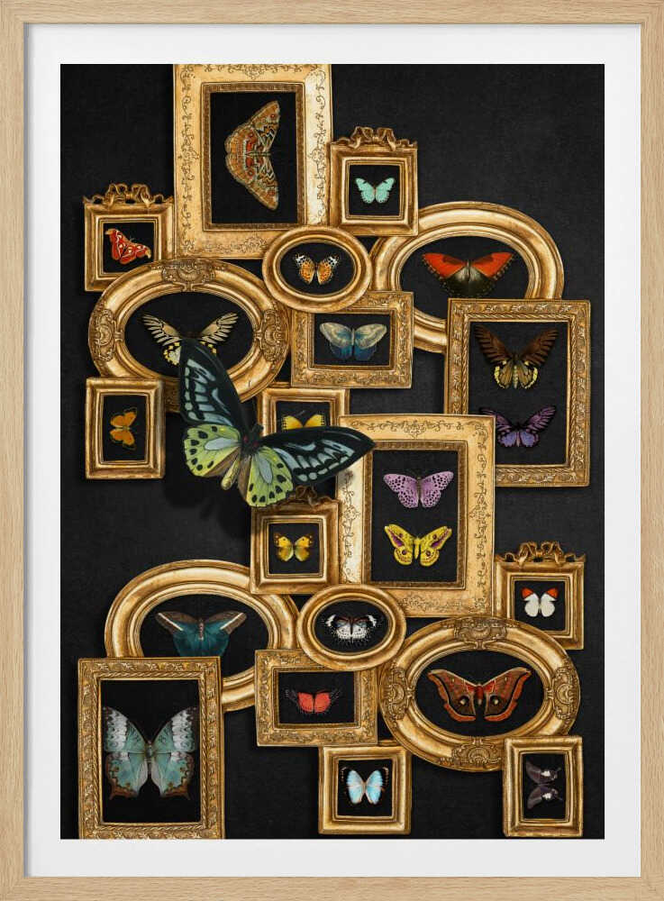 A Collection Of Butterflies | Poster