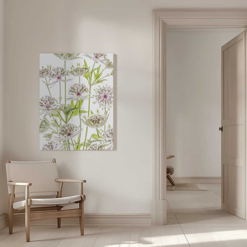 .Astrantia. | Leinwand