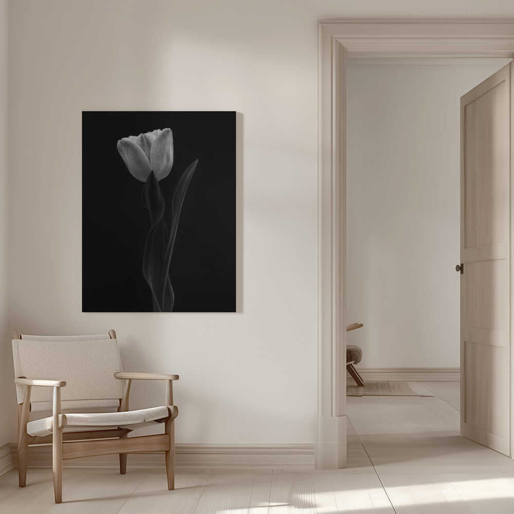 Tulpe | Leinwand