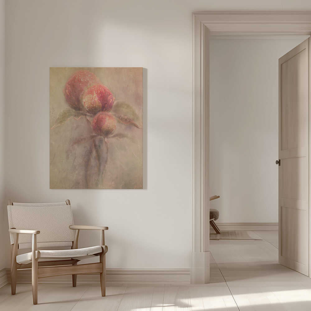 Pfingstrosen | Leinwand