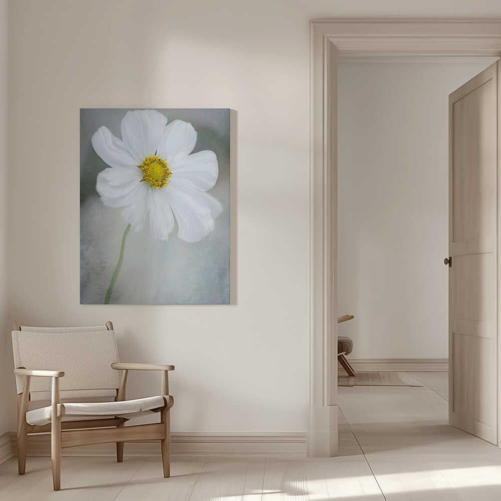 Weiße Calliopsis | Leinwand