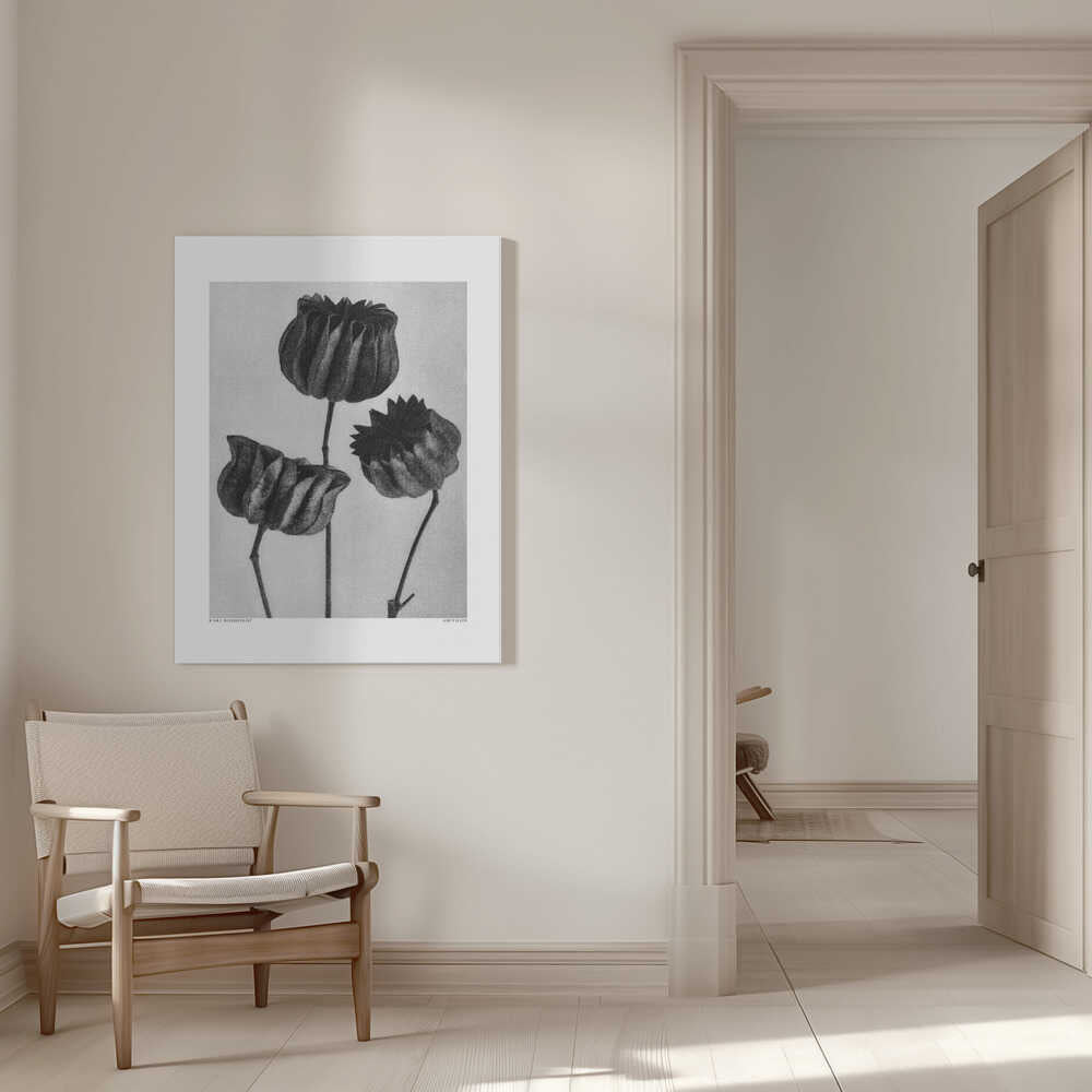 Abutilon (Lime Mallow | Canvas