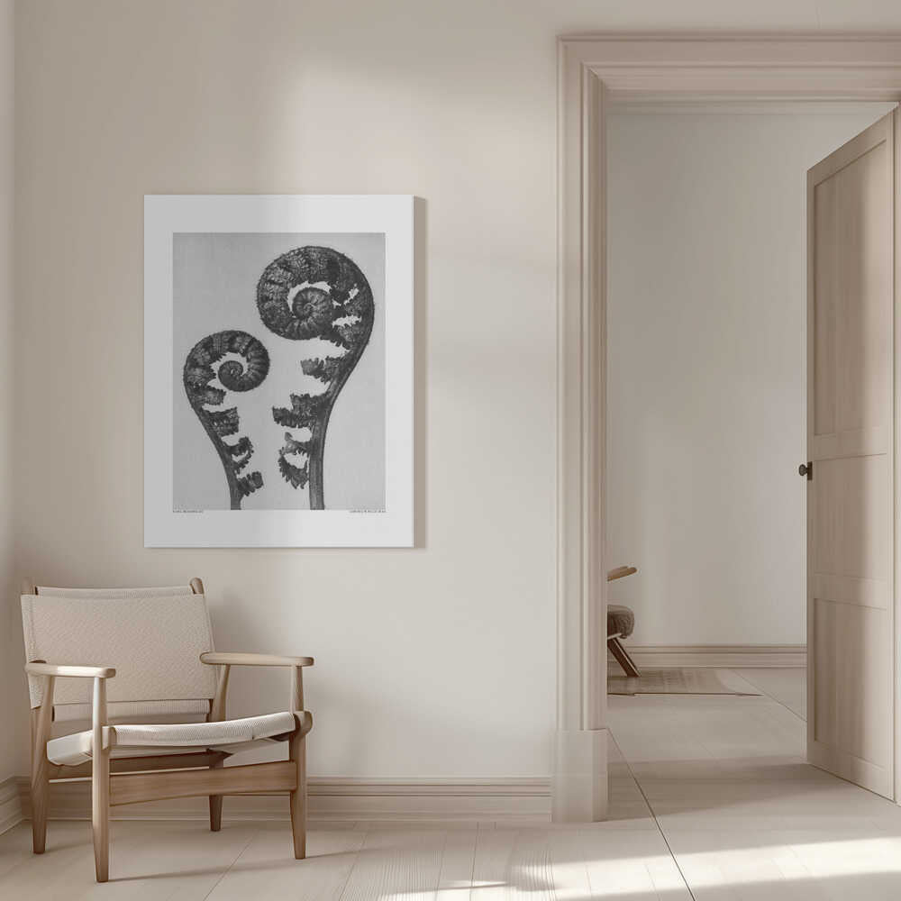 Aspidium Filix Mas | Toile